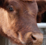 pasture-grazing-mammal-fauna-calf-close-up-bull-vertebrate-dairy-cow-cattle-like-mammal-163368 - Служба по ветеринарному и фитосанитарному надзору